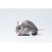 Ratón Domestico - Mus musculus